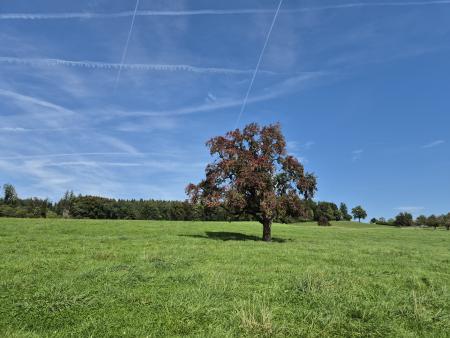 Herbstferien im Sekretariat Müllheim
